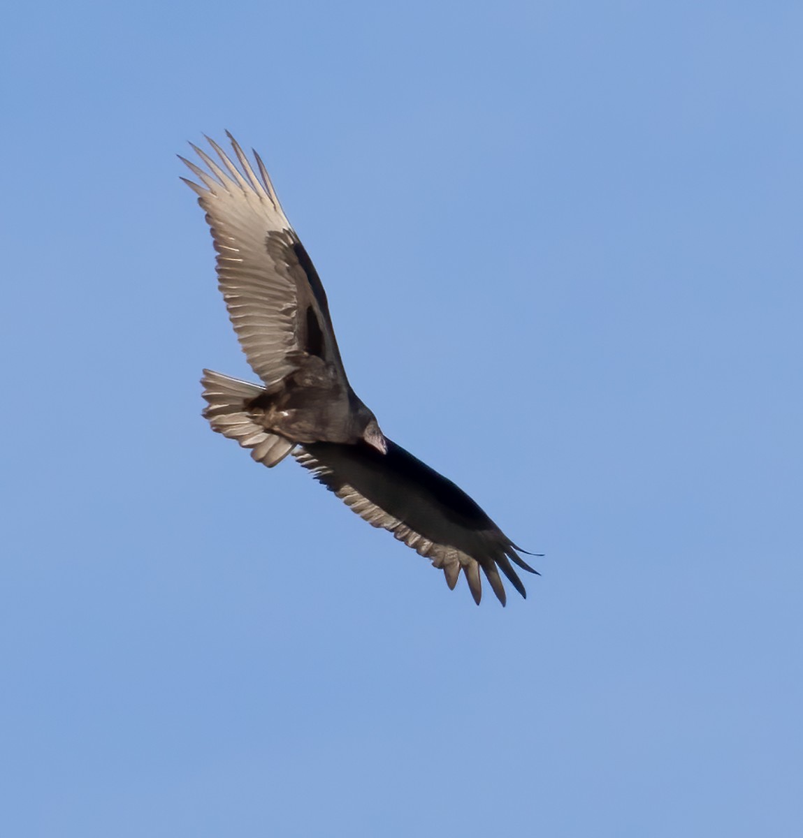 Black Vulture - ML501780491