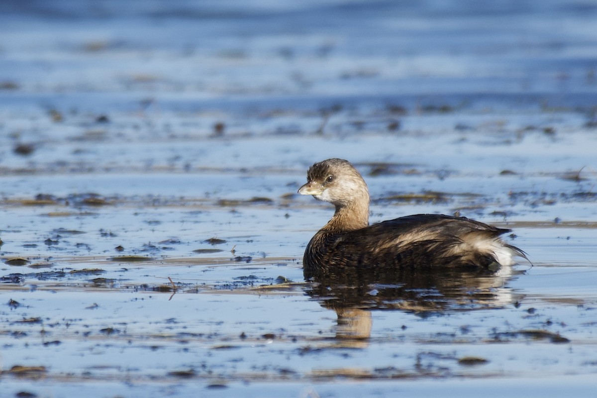 Pied-billed Grebe - ML501780831