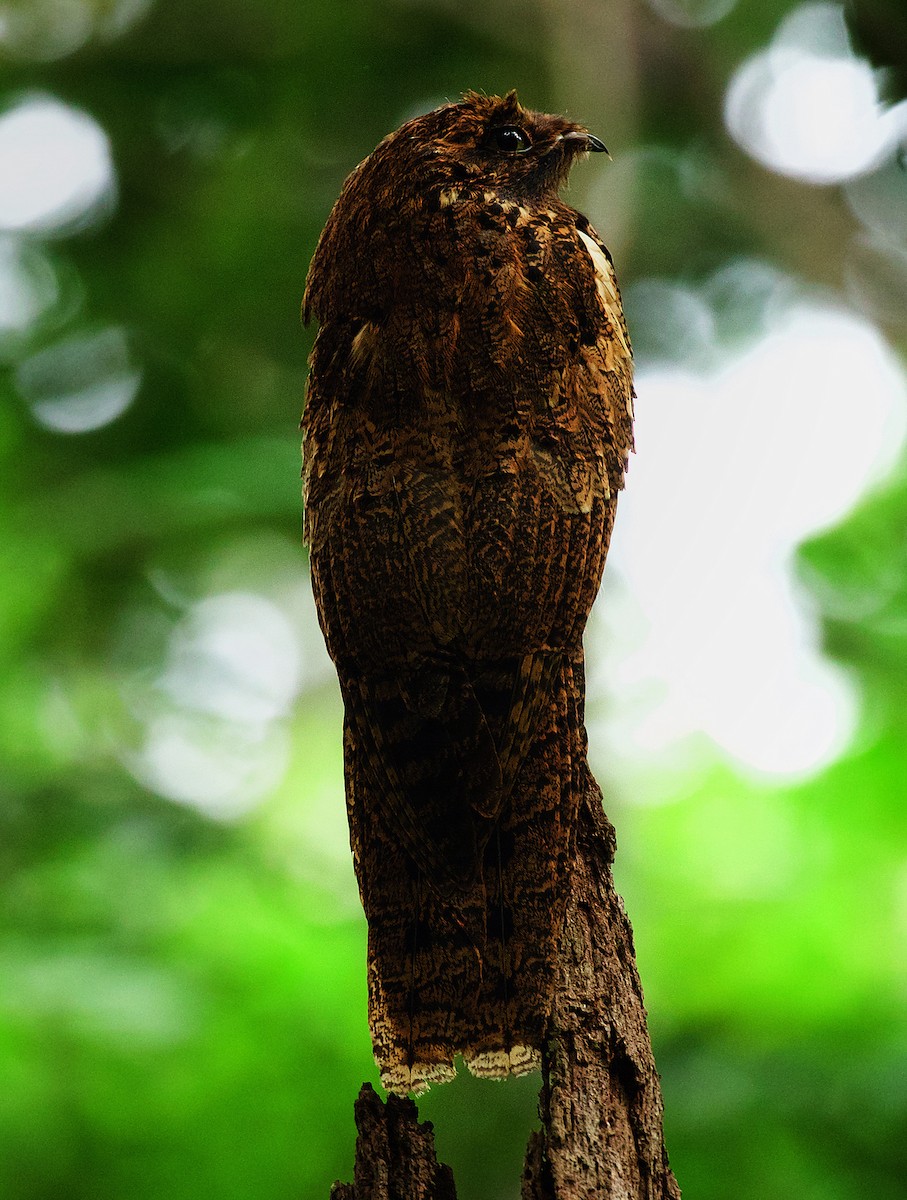 Long-tailed Potoo - ML501781761