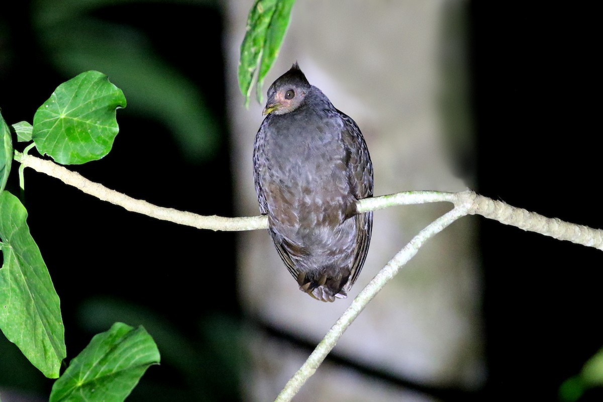 New Guinea Megapode - ML501782111