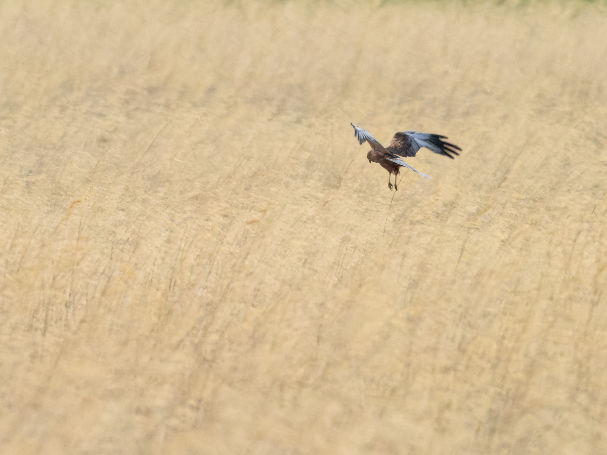 Western Marsh Harrier - Juan Parra Caceres