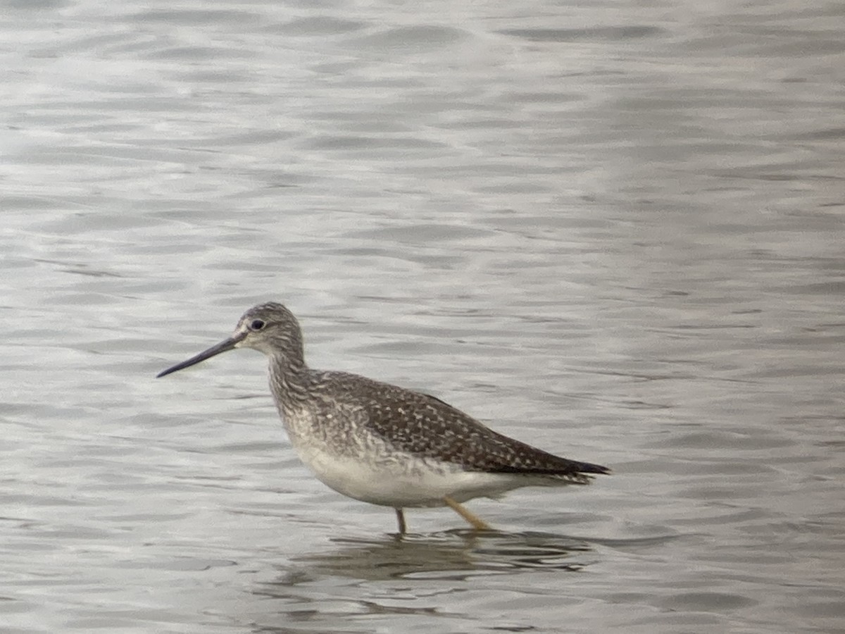 Greater Yellowlegs - ML501785681