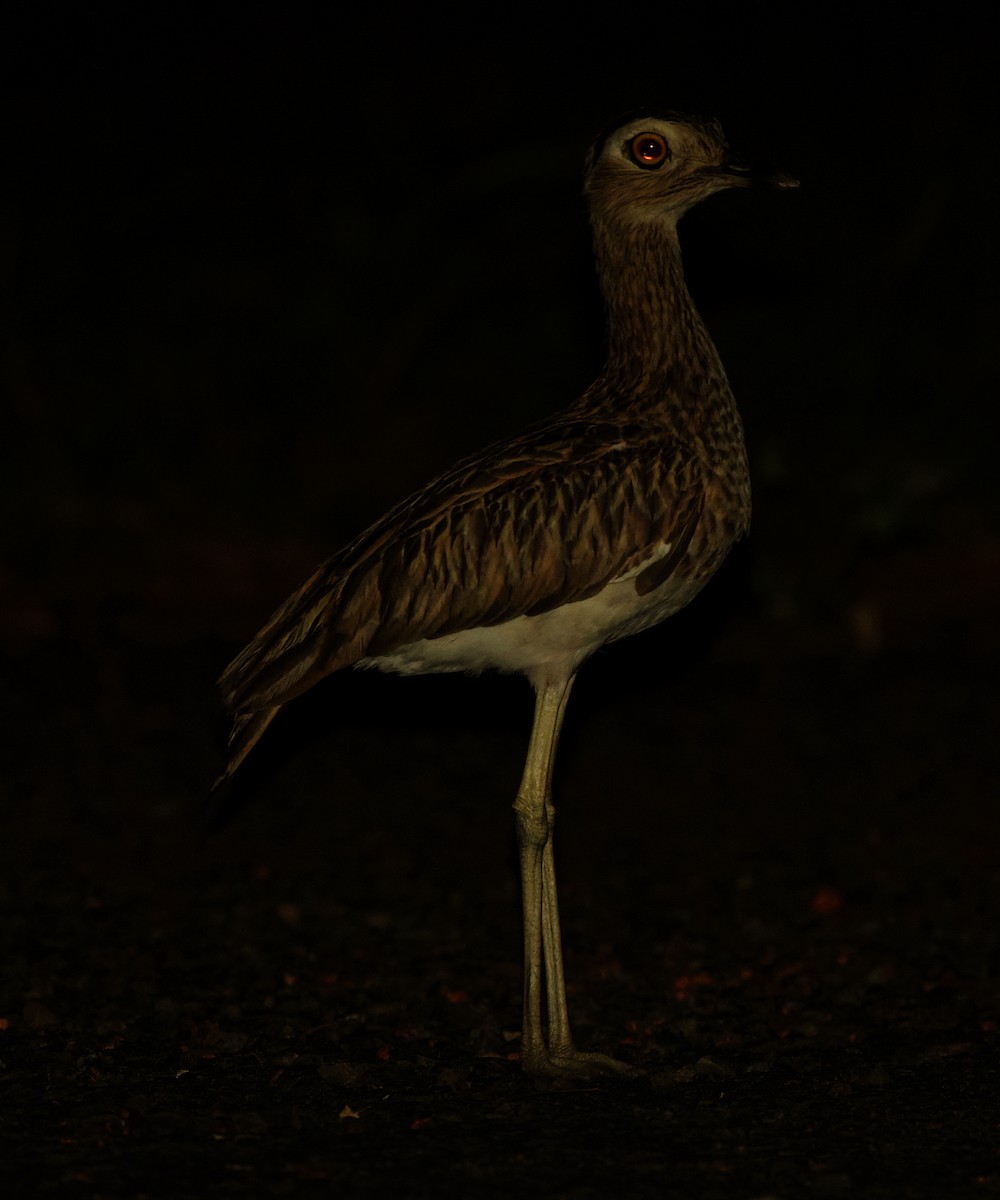 Double-striped Thick-knee - David Ascanio