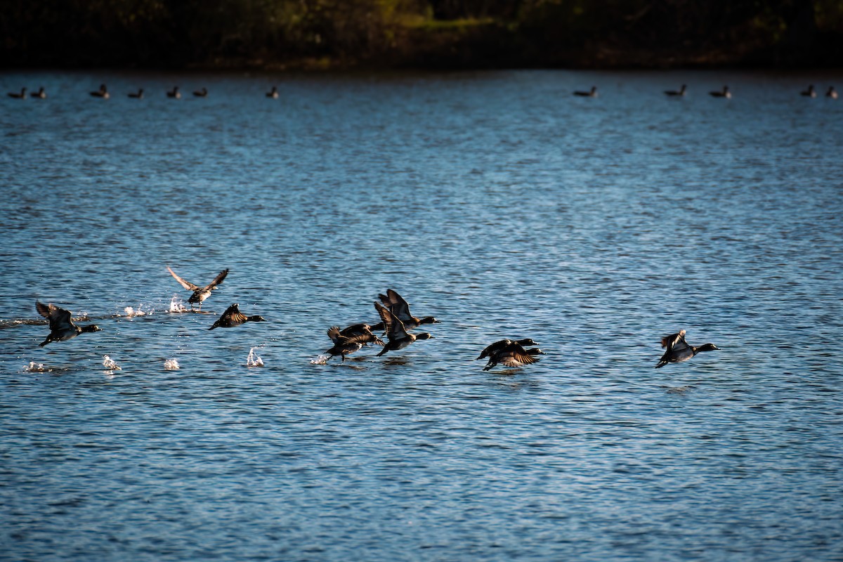 Ring-necked Duck - ML501788851