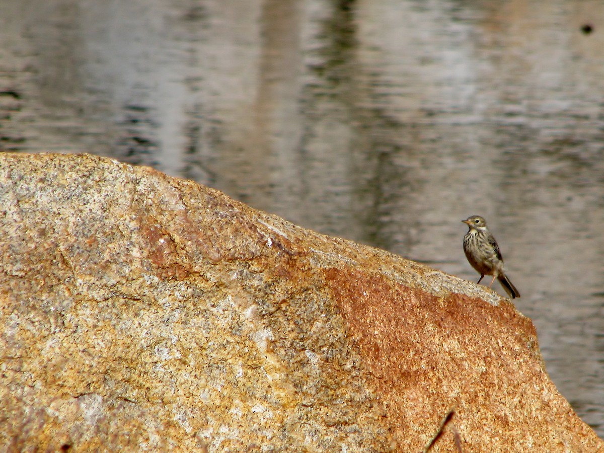 American Pipit - ML501789491