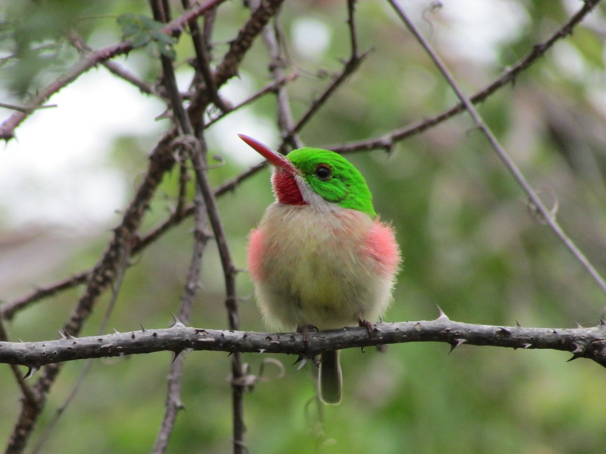 Broad-billed Tody - Sean Christensen