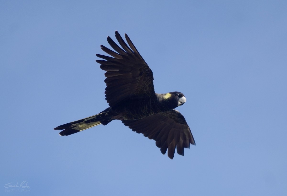 Yellow-tailed Black-Cockatoo - ML501791231