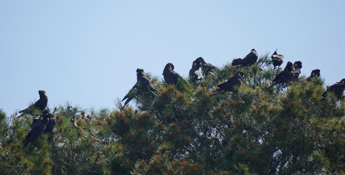 Yellow-tailed Black-Cockatoo - ML501791241
