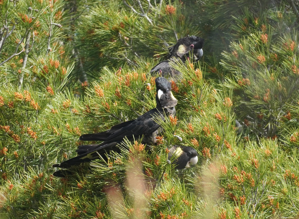 Yellow-tailed Black-Cockatoo - ML501791251