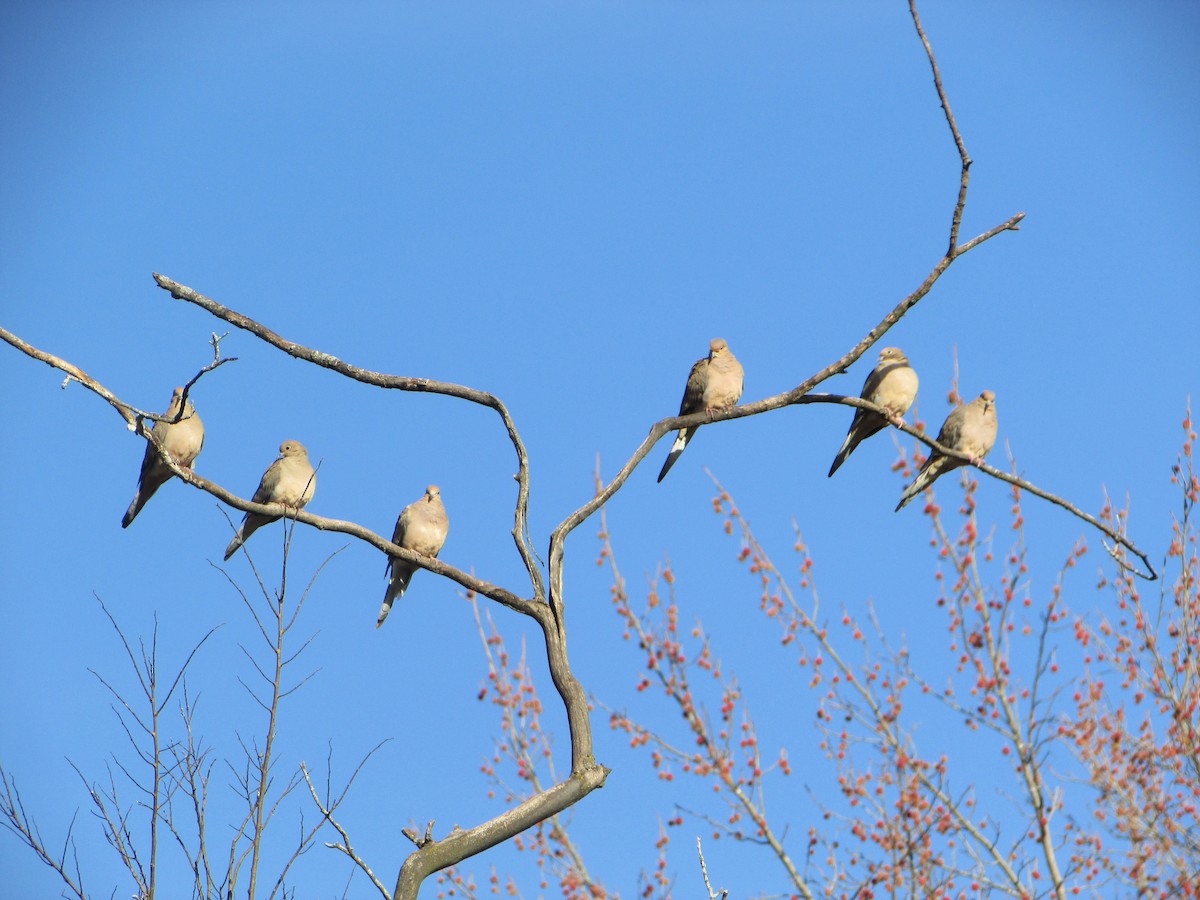 Mourning Dove - ML501791371