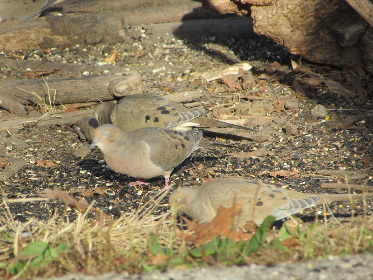 Mourning Dove - ML501791391