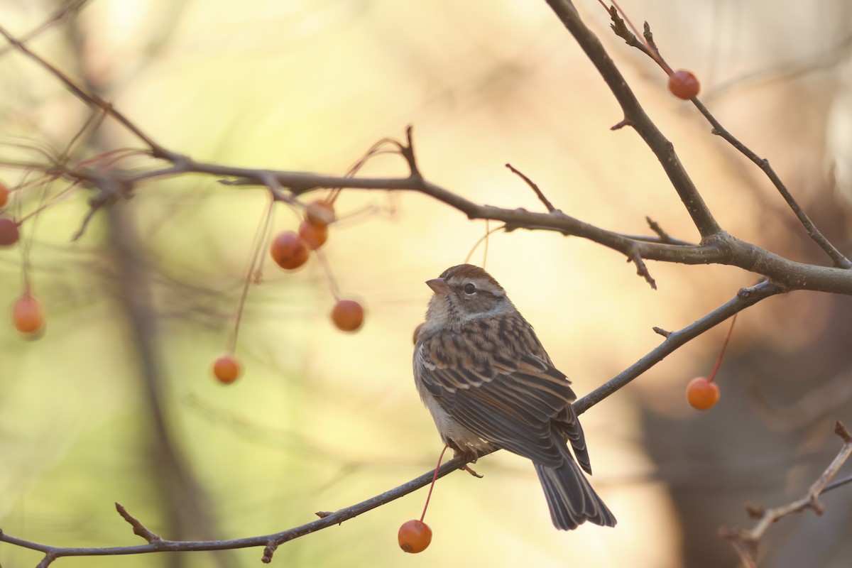 Chipping Sparrow - ML501793741