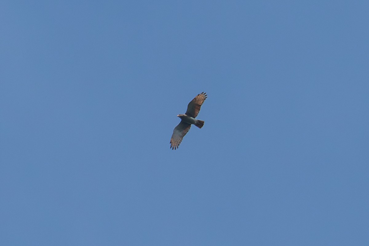 Rufous-winged Buzzard - ML501794181