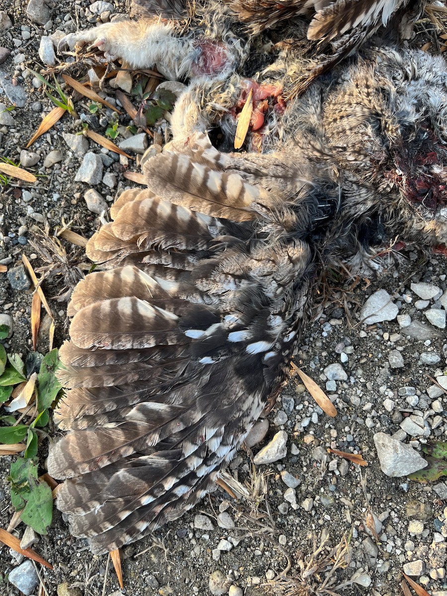 Eastern Screech-Owl - ML501796091