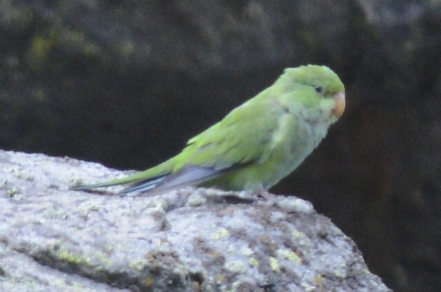 Mountain Parakeet - ML50179781