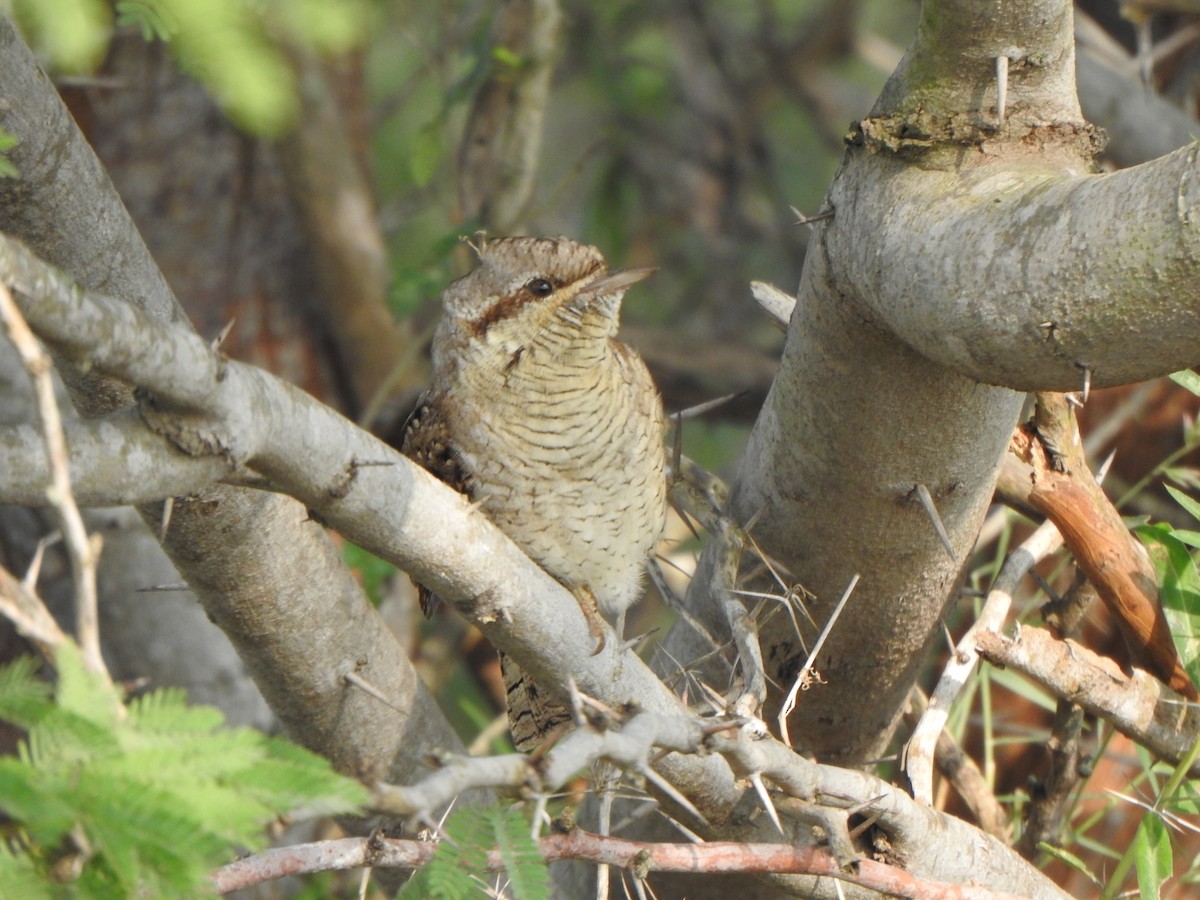 Eurasian Wryneck - ML501797871