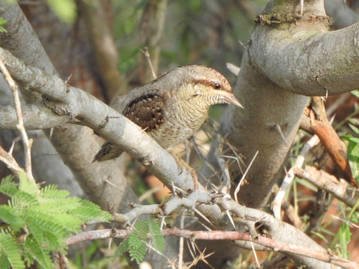 Eurasian Wryneck - ML501798221