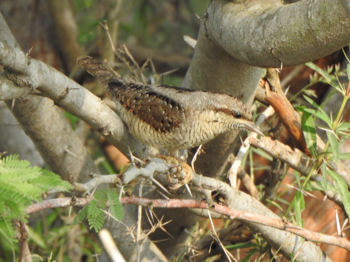 Eurasian Wryneck - ML501798391