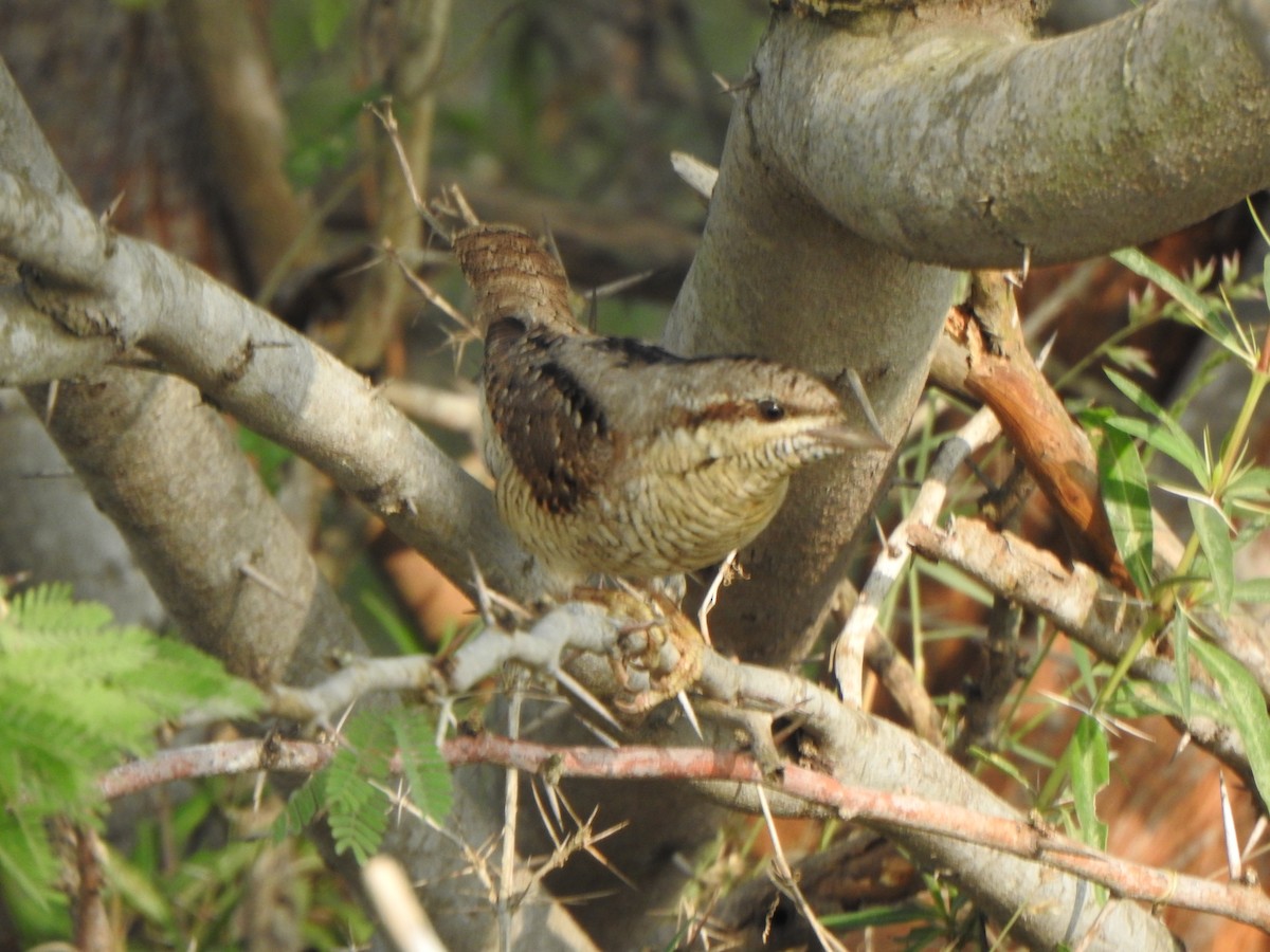 Eurasian Wryneck - ML501798591