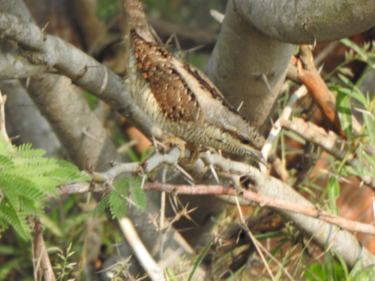 Eurasian Wryneck - ML501798761