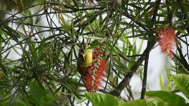 Hooded Siskin - ML501798841