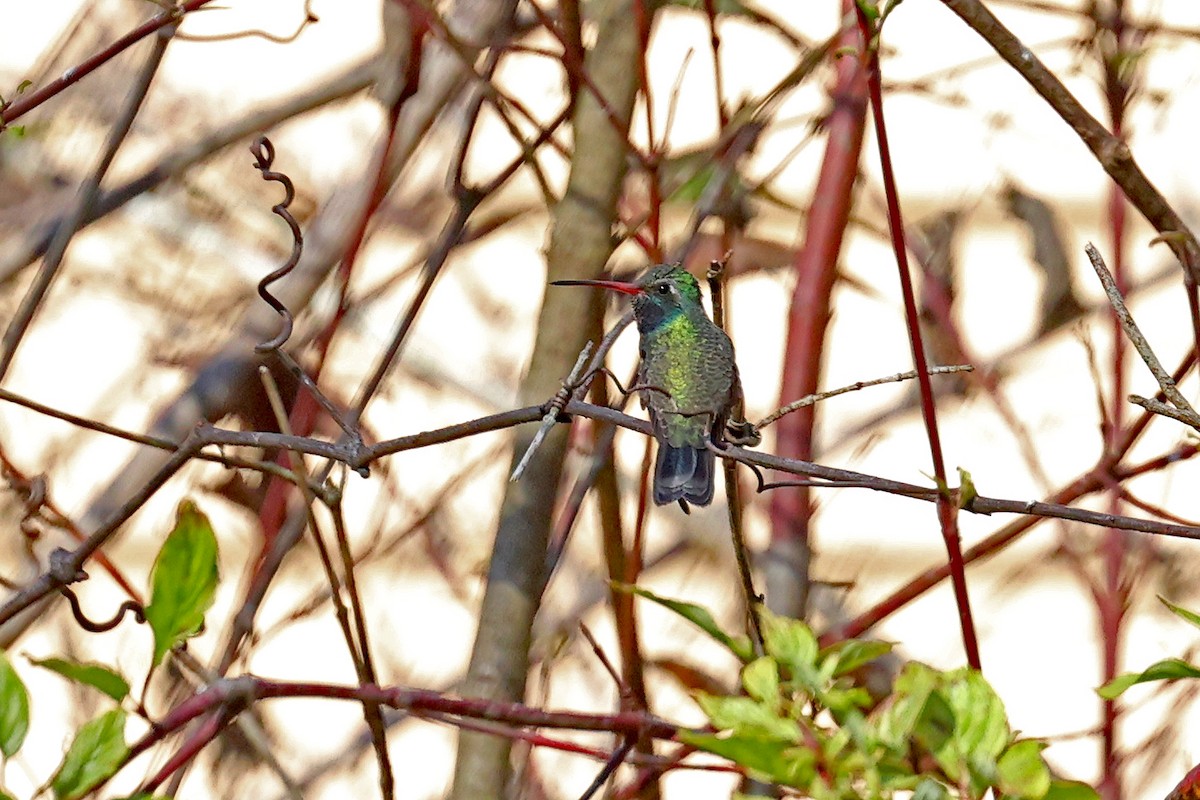 Broad-billed Hummingbird - Janet Crawford