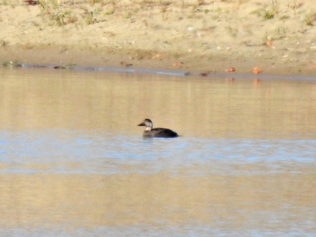 Black Scoter - ML501799671