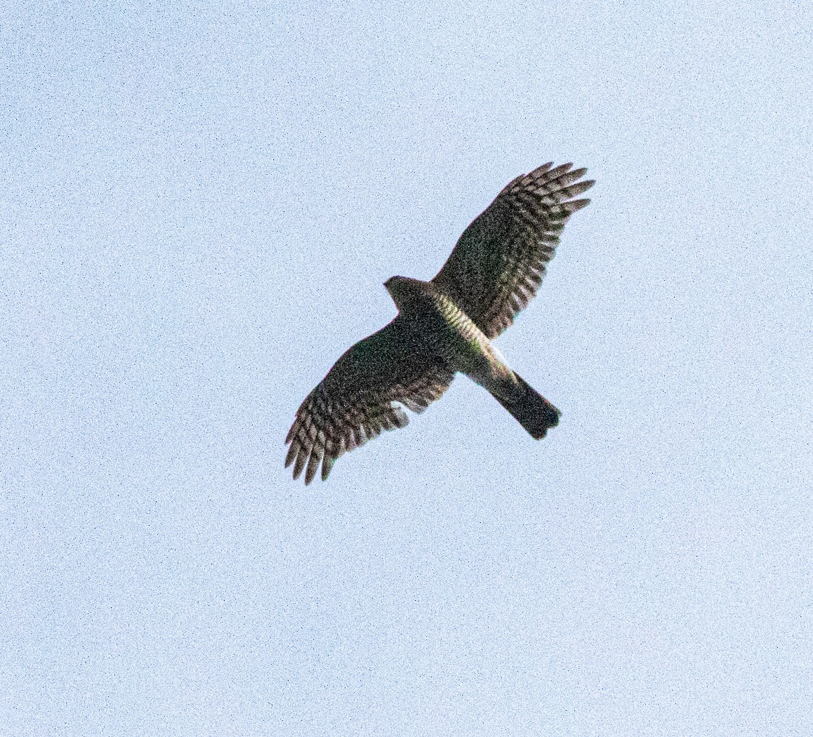 Eurasian Sparrowhawk - ML501800241