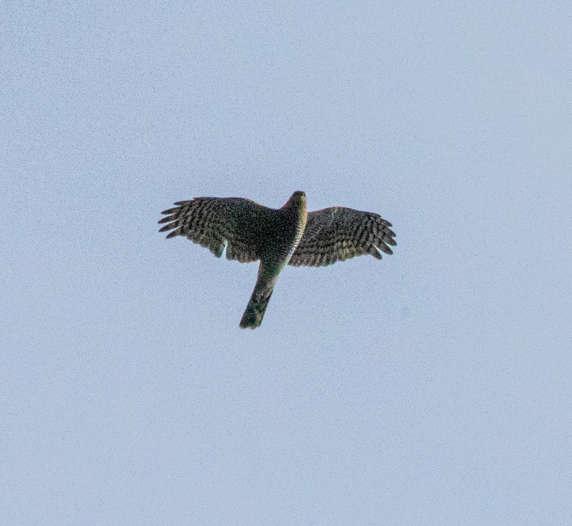 Eurasian Sparrowhawk - ML501800251
