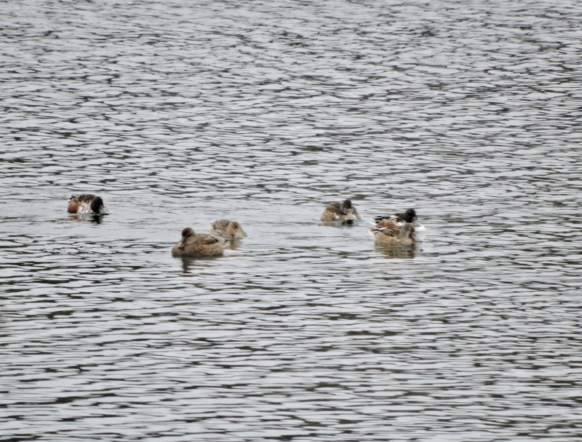 Northern Shoveler - ML501800381