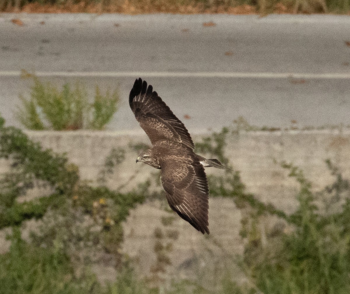 Common Buzzard - ML501800421