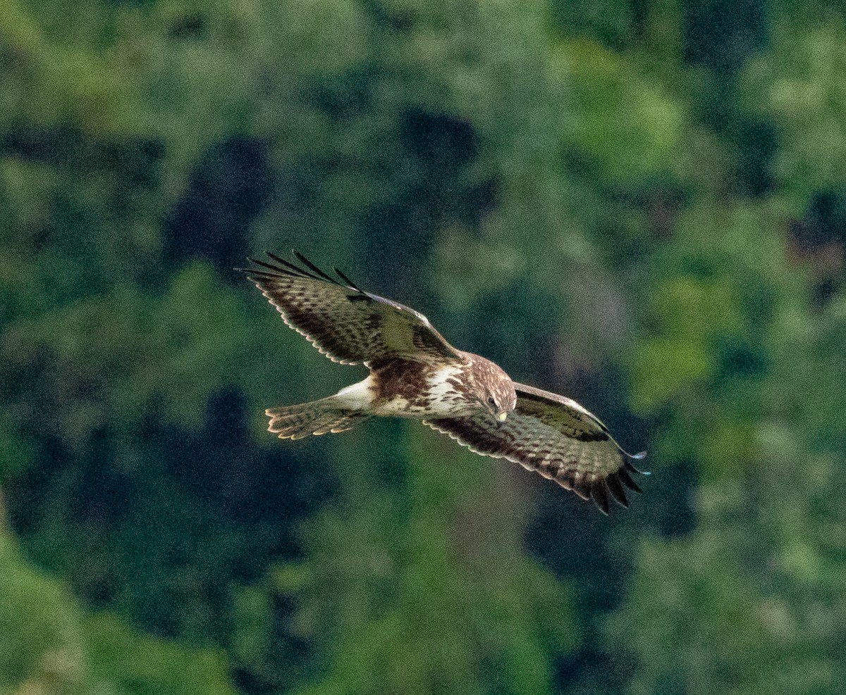Common Buzzard - ML501800541