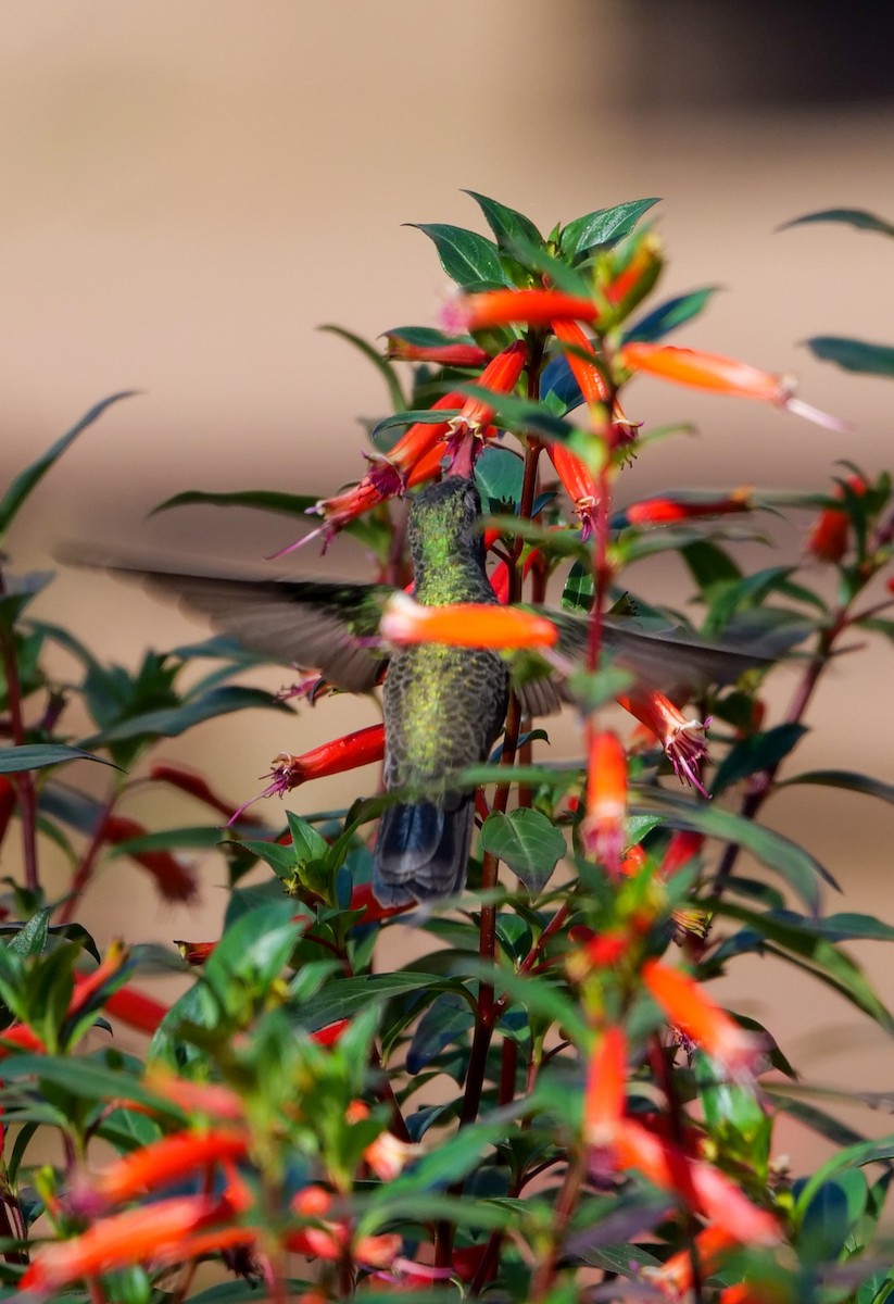 Broad-billed Hummingbird - ML501802531