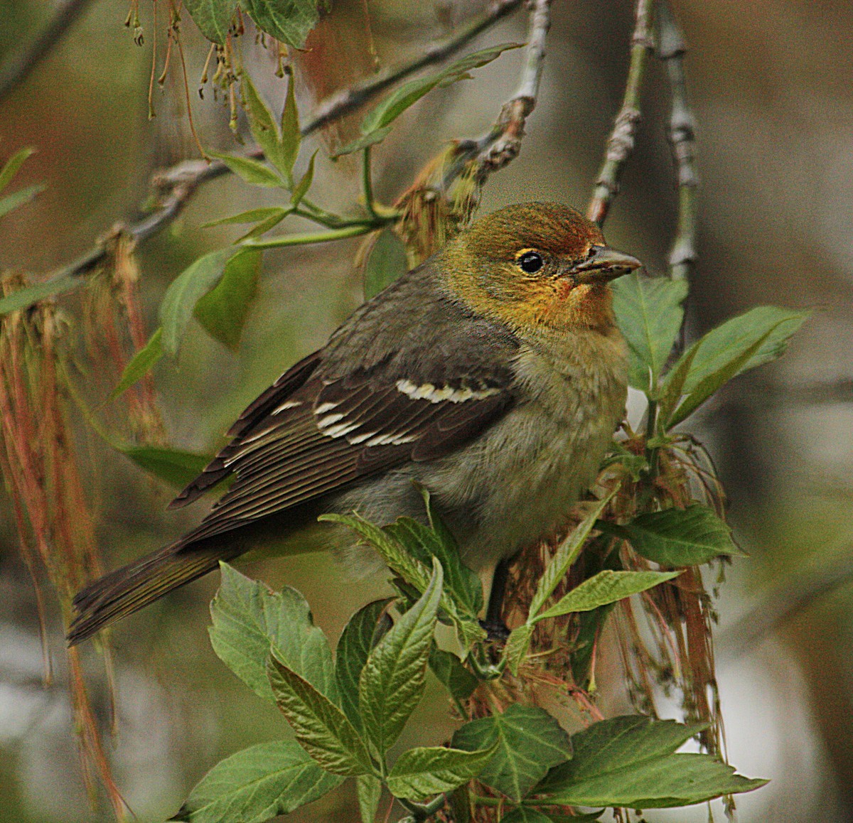 Western Tanager - Marya Moosman