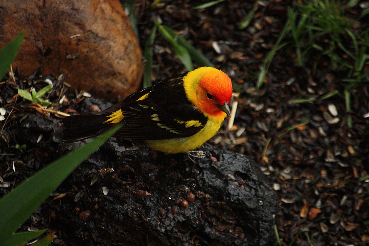 Western Tanager - Marya Moosman