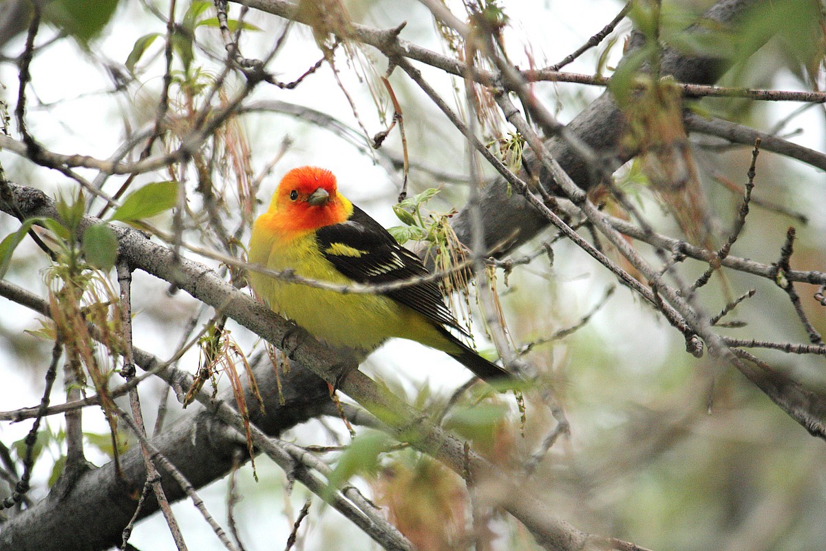 Piranga à tête rouge - ML50180371