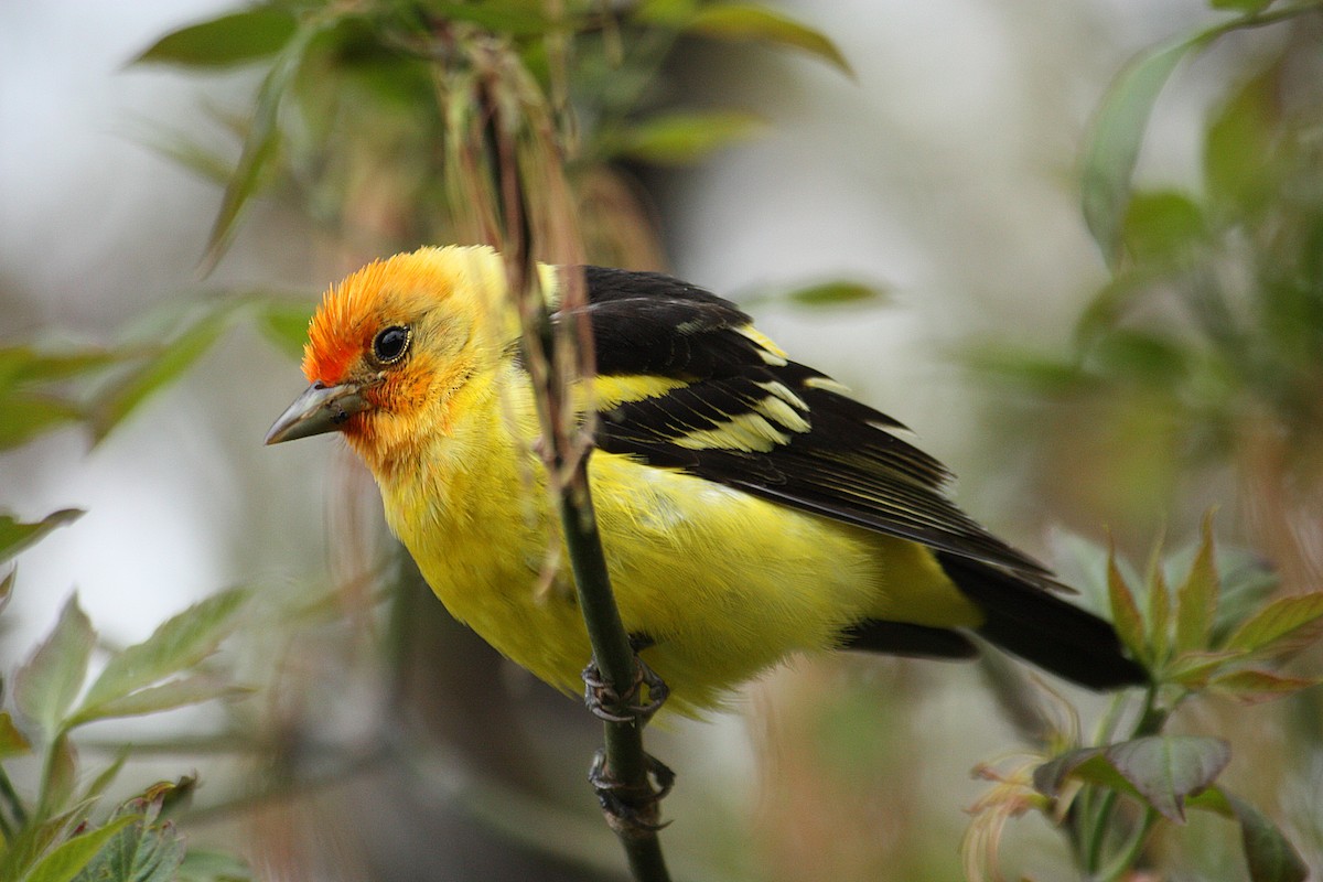 Western Tanager - Marya Moosman