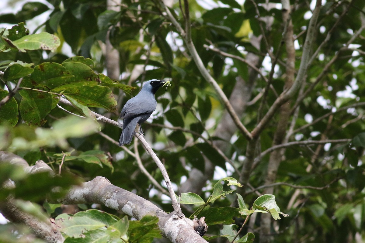 Boyer's Cuckooshrike - Brendan Ryan