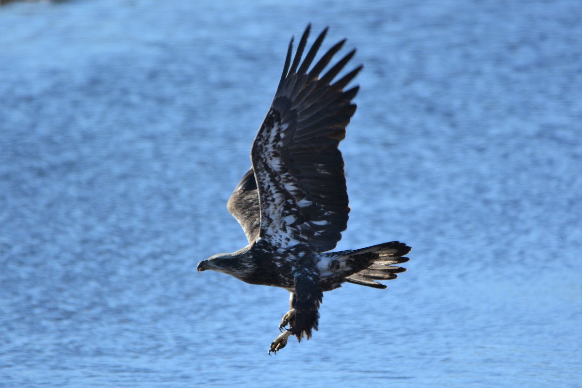 Bald Eagle - ML501804971