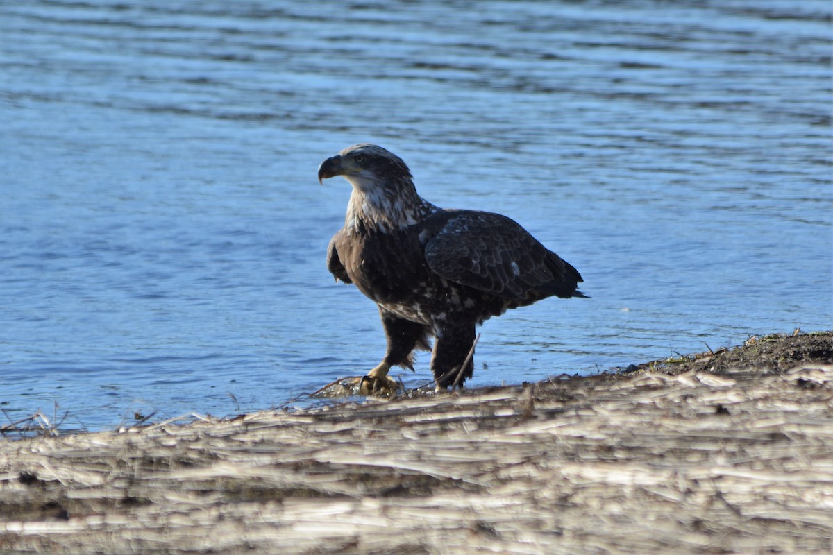 Bald Eagle - ML501805001