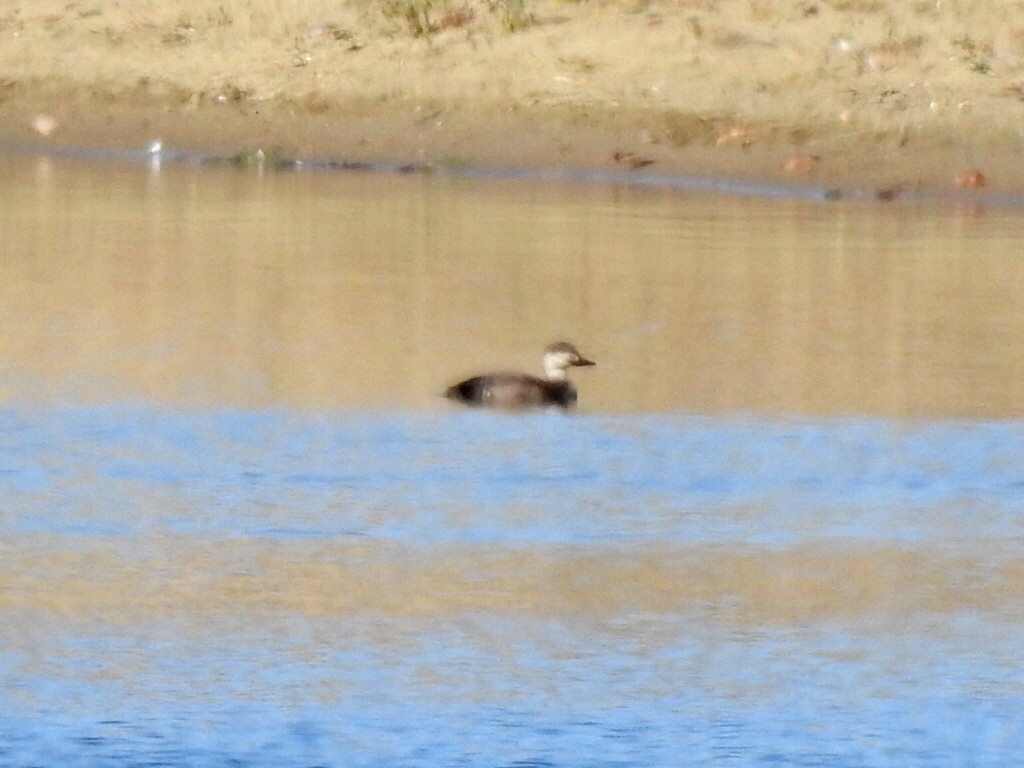 Black Scoter - ML501805261