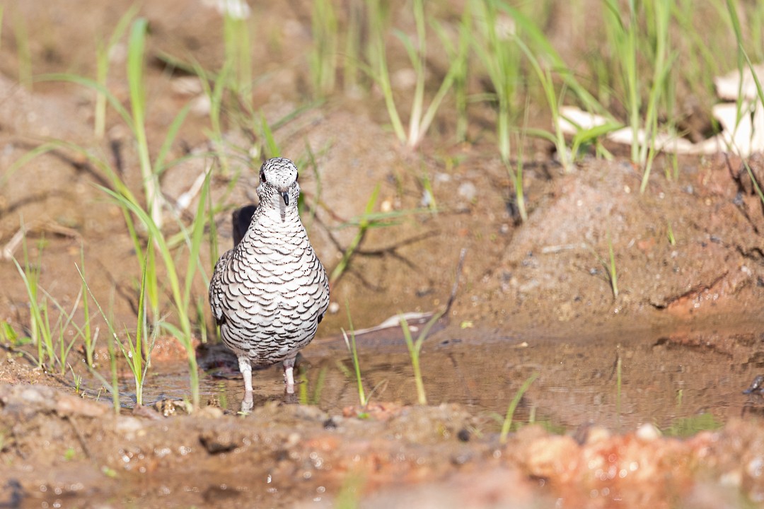 Scaled Dove - Patricia Mancilla Iglesias