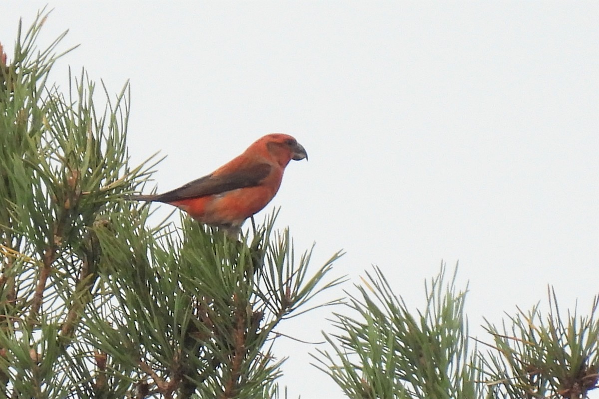 Parrot Crossbill - ML501807911