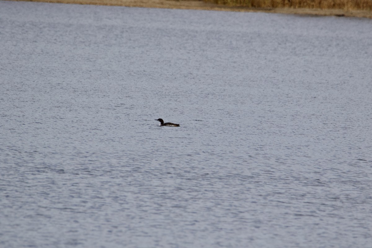 Common Loon - ML501807921