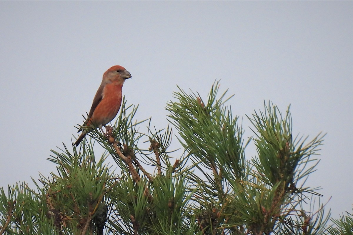 Parrot Crossbill - ML501808321