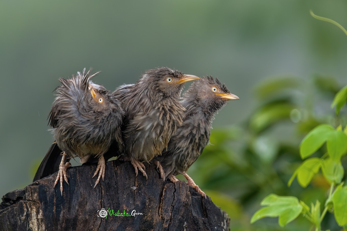 Jungle Babbler - Vishaka Guru