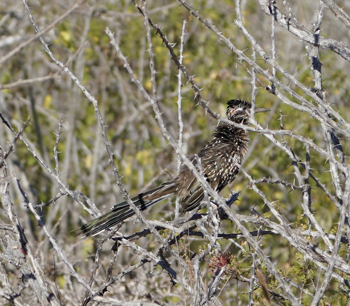 Greater Roadrunner - ML501809671