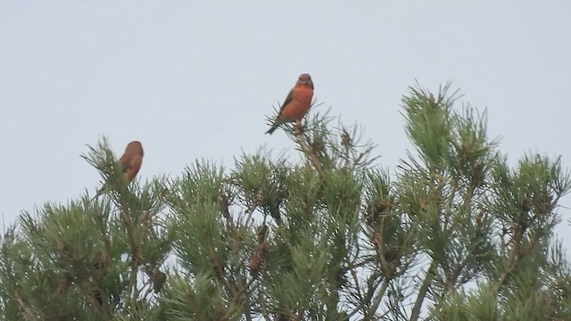 Parrot Crossbill - ML501810741