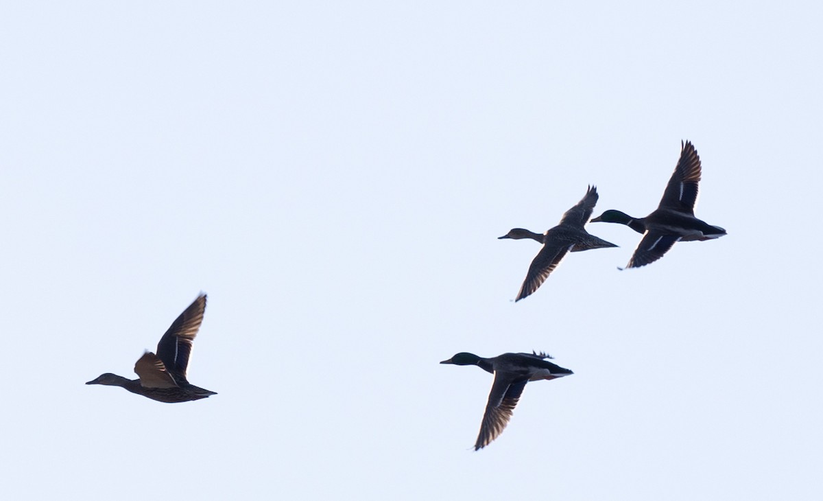 Northern Pintail - Jason Forbes