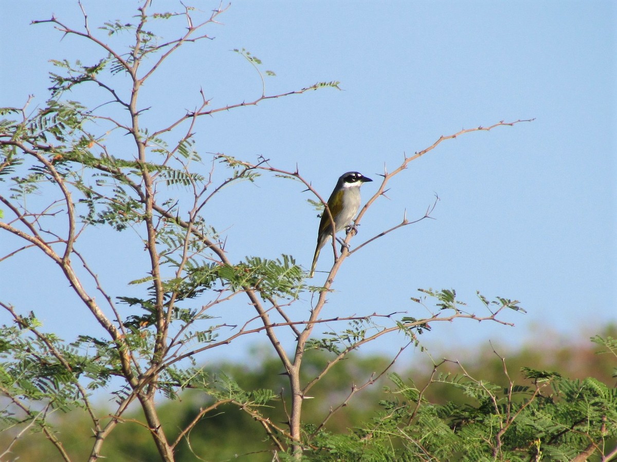 Gray-crowned Palm-Tanager - ML50181151